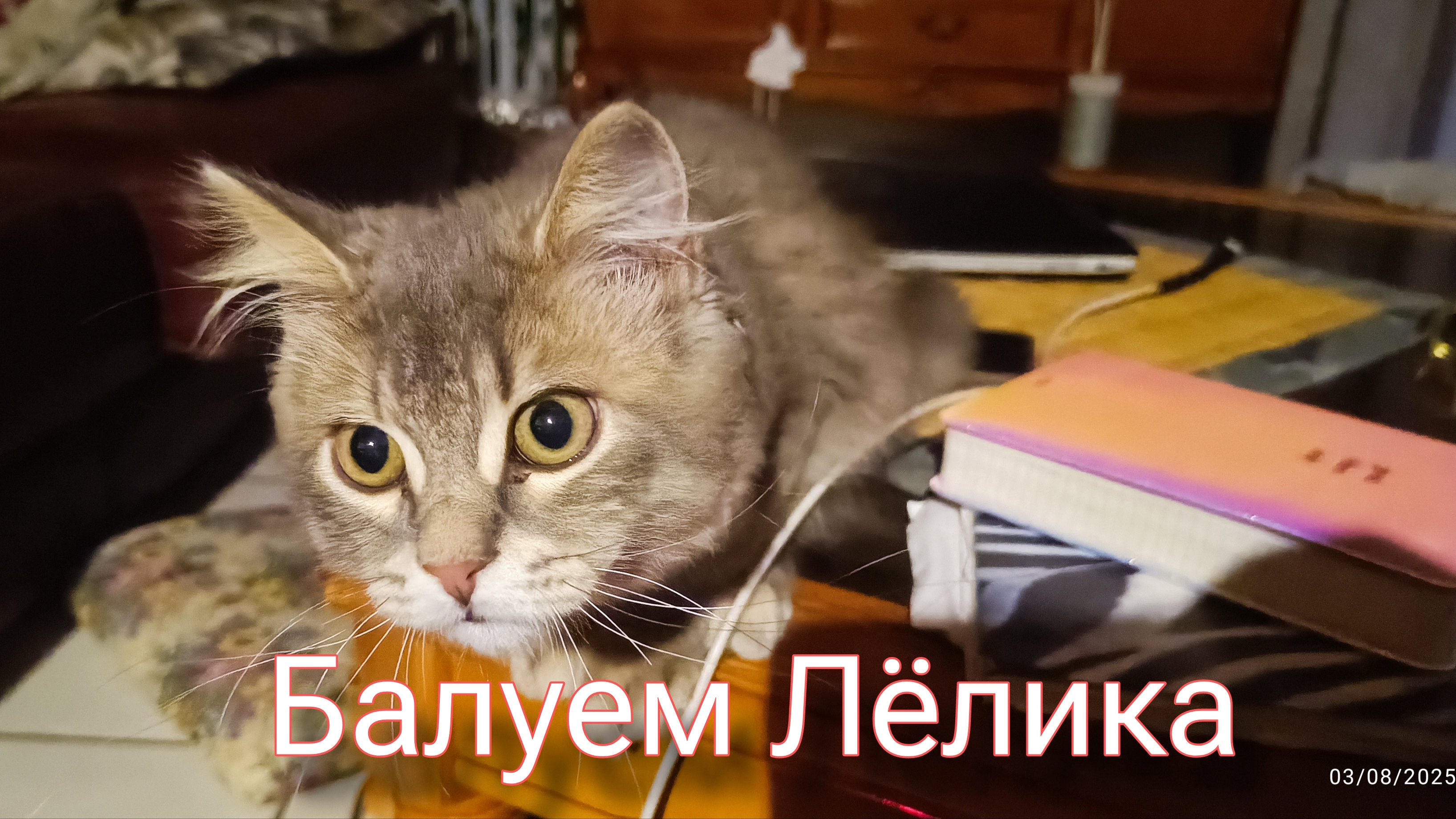 Купили рюкзак для кота. Он его обажает. смотреть онлайн