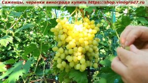 Виноград 3.08.2025 г. Кишмиш соломия. Один из самых вкусных кишмишей лета- сладкий и с мускатом.