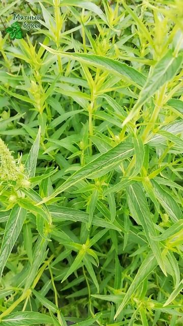 Мята Африканская. Начало августа 2025г