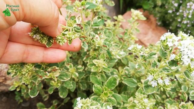 Душица вариегатная Panta. Июль 2025г