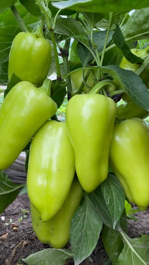 Шикарный урожай перца вырос в этом году.