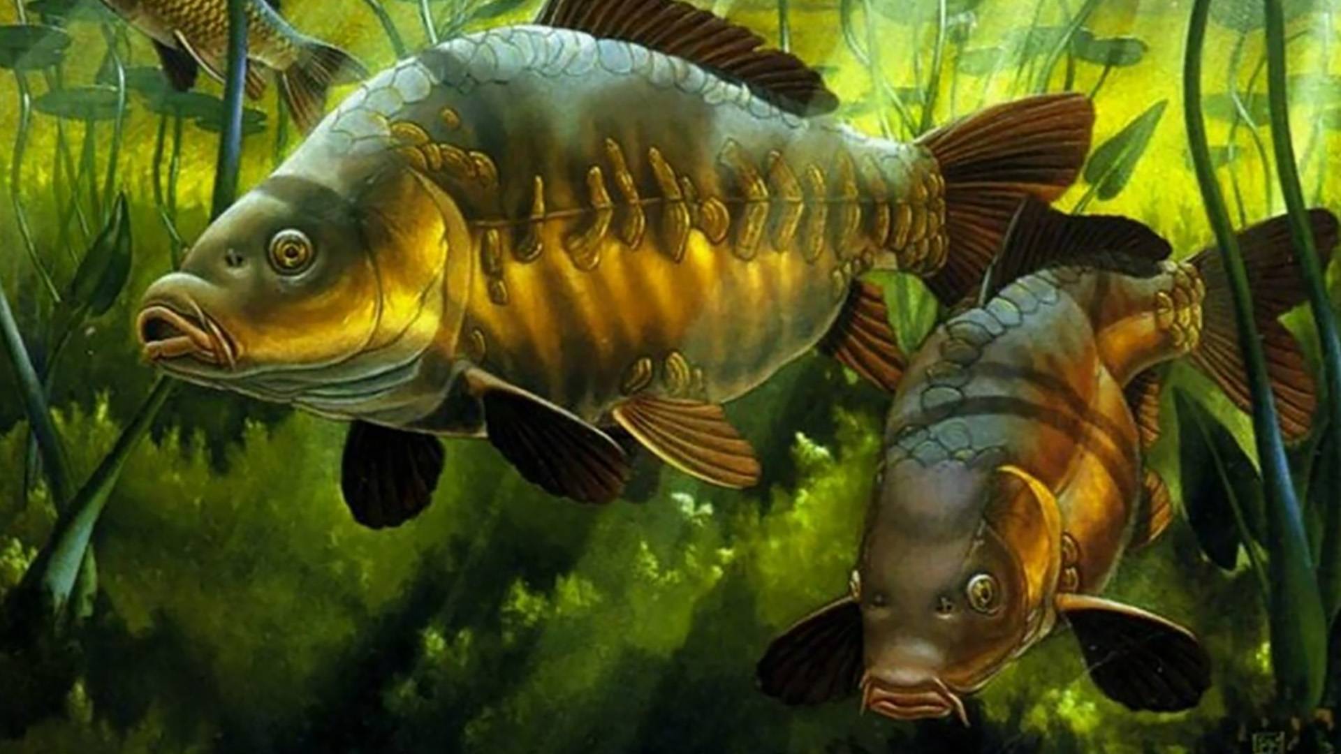 Рыбхоз Клинский, Владимировка 2025 )) Рыбалка, Карп, Осетр, Жерех и Щука - Что клюет7