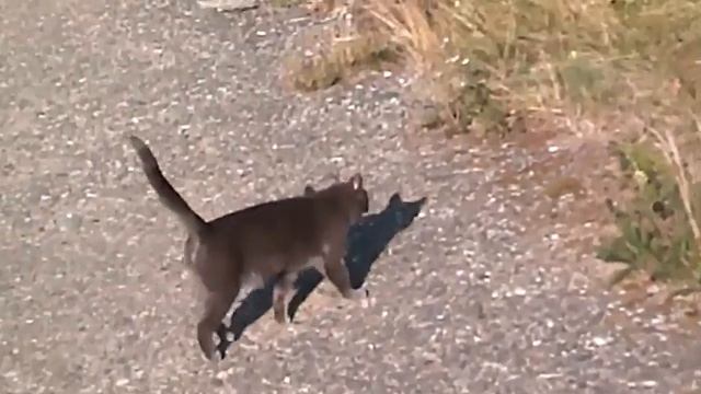 Тропинка безнадёжная - Автор музыка и исполняет Аверьянов Сергей смотреть онлайн