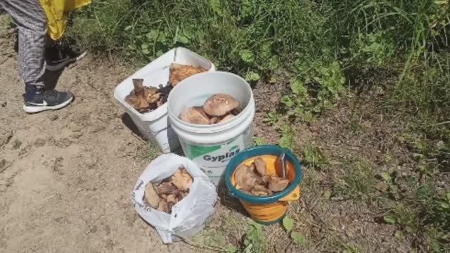 Грибалка / поиск моховиков / грузди / сбор ягод