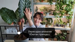 Пересадка алоказии юкатан принцесс