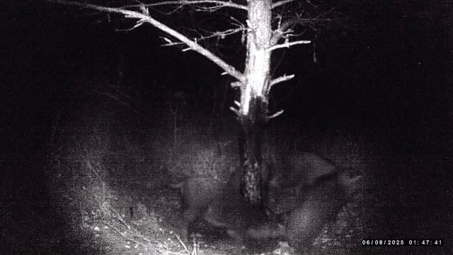 Кабаны вернулись смотреть онлайн