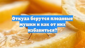 Откуда берутся плодовые мушки и как от них избавиться?