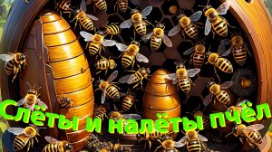 Секреты пчелиных слётов и налётов - профессор Кашковский раскрывает тайны!
