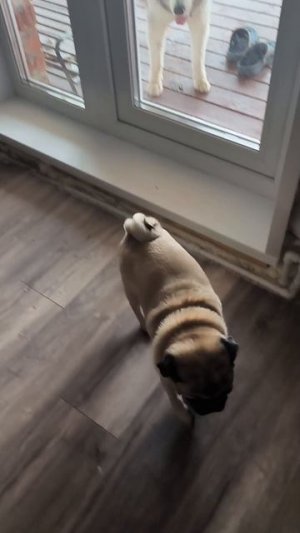 Застекольный компромисс