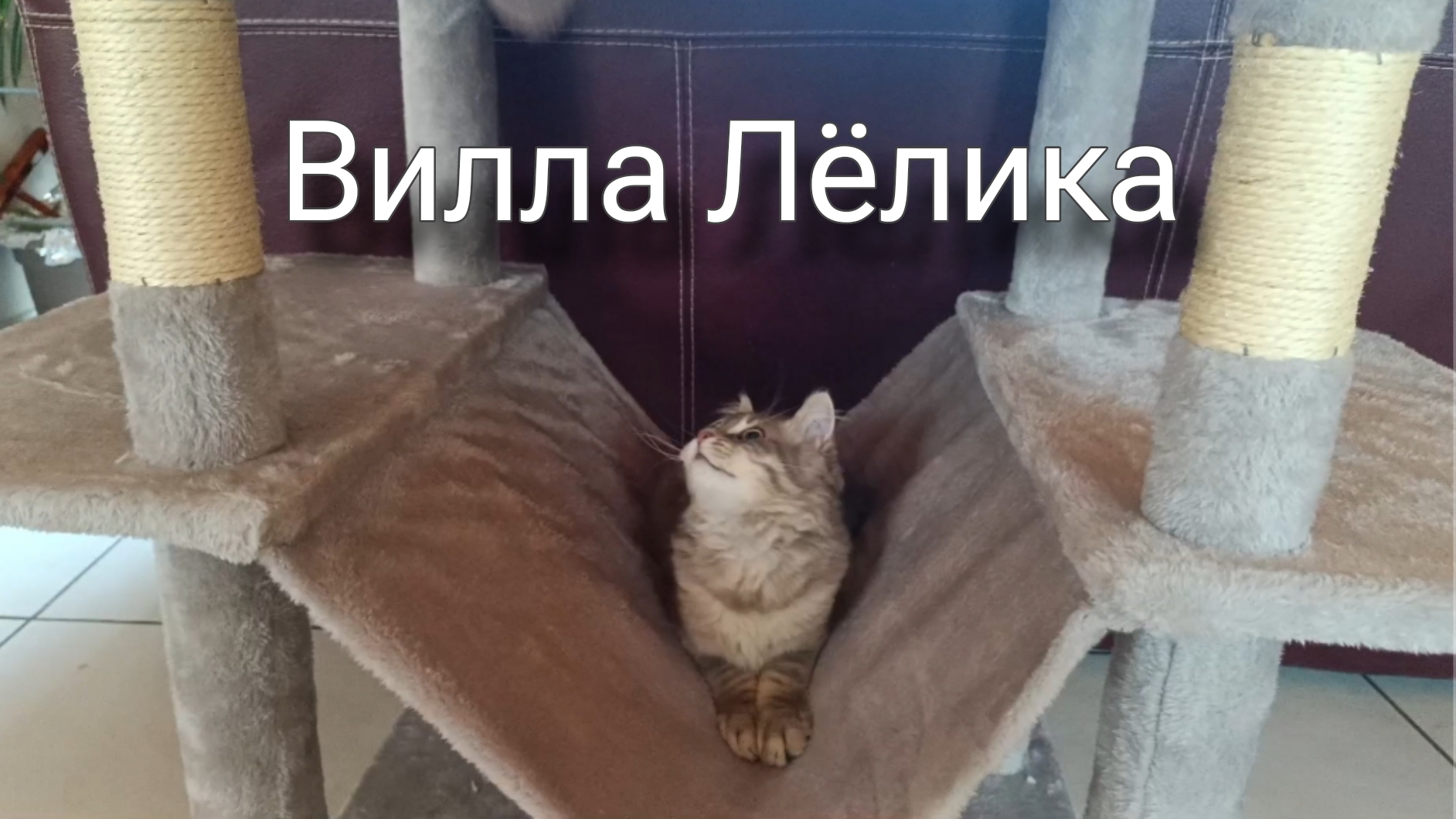 Кошачее дерево XXL. Новая радость коту. смотреть онлайн