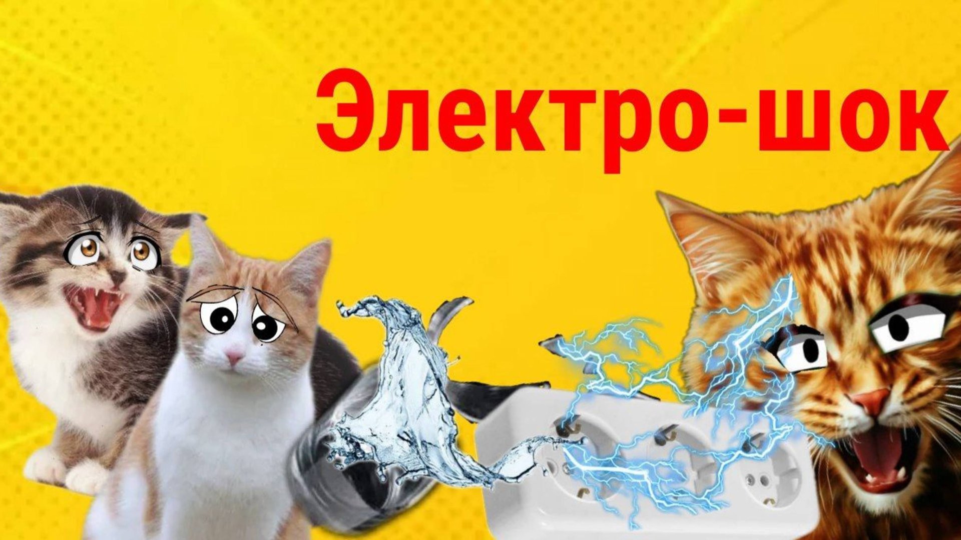 КОШКИ ТВ