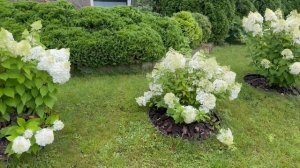 34  Гортензии цветут! Гортензии в ландшафте.