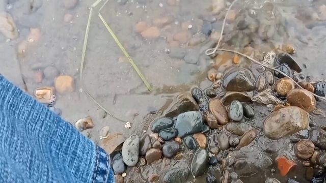 Рыбалка на Оби.Алтайский край. Донки, поплавочная удочка. смотреть онлайн