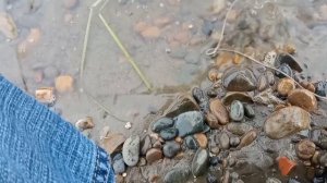 Рыбалка на Оби.Алтайский край. Донки, поплавочная удочка.