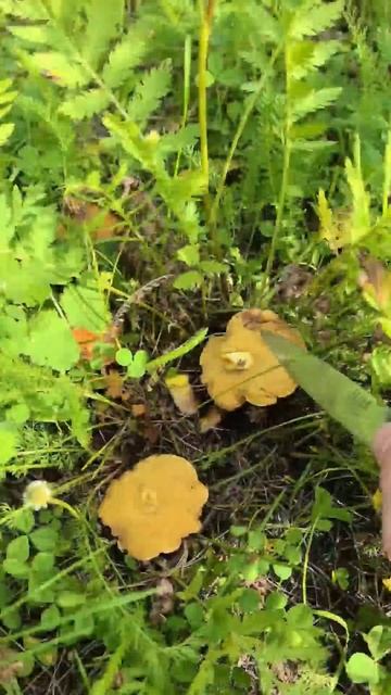 когда захотелось картошки с грибами, но ехать куда-то в падлу)