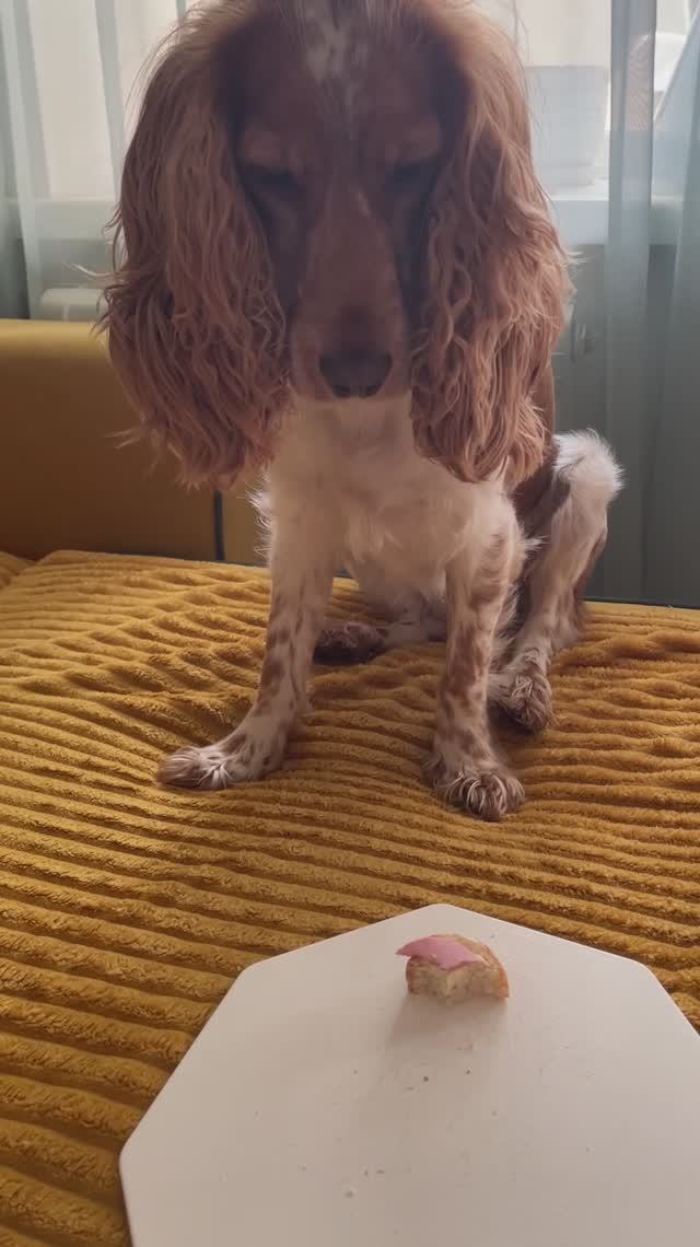 Наша умница Фиби, очень понятливая!