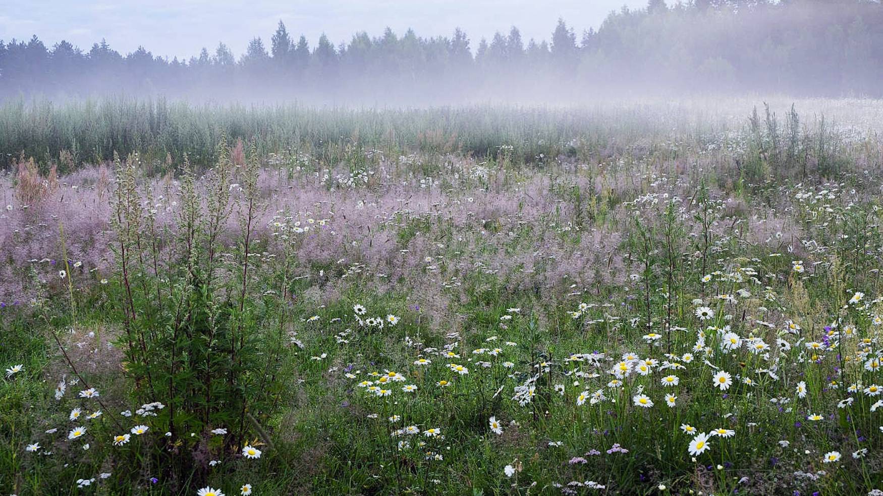 Сергей Понкратов Туманы,туманы верните мне маму смотреть онлайн