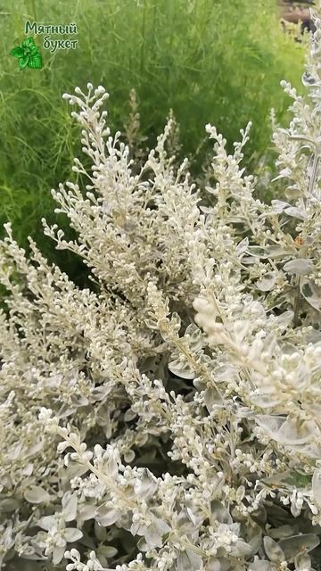 Полынь Пурша. Начало августа 2025г