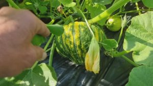 Тыква - интересное растение.