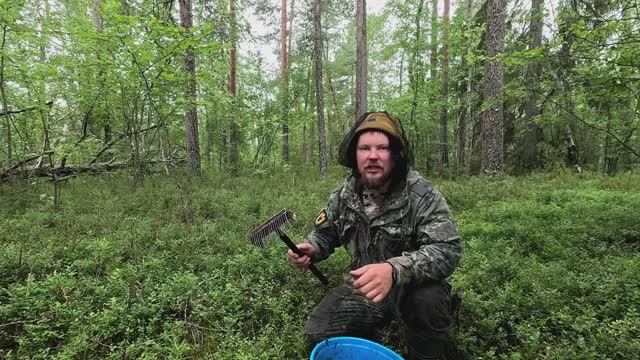 10 тысяч за 9 часов. СБОР ЯГОД НА ПРОДАЖУ. СБОР ЧЕРНИКИ В КАРЕЛИИ. ТАЁЖНЫЙ ПРОМЫСЕЛ. ЯгодыКарелии смотреть онлайн