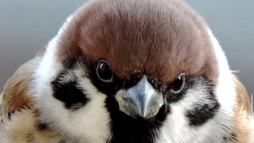 Воробьи смотреть онлайн