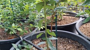 Обрезаем голубику Дюк.