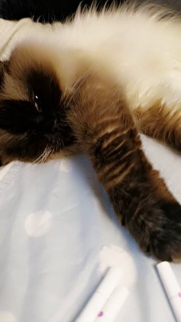 ну нет кошки очень миленькие