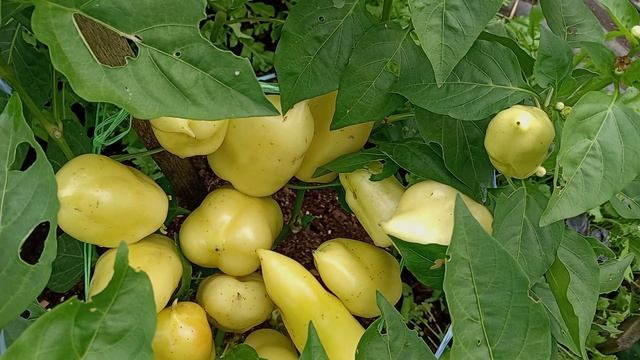 ПЕРЦЫ. ОТКРЫТЫЙ ГРУНТ. АВГУСТ. смотреть онлайн