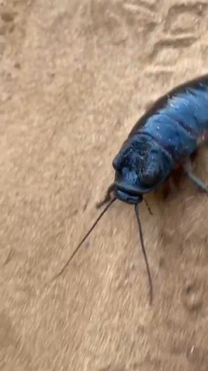 Дикий Мадагаскар. Мадагаскарский шипящий таракан