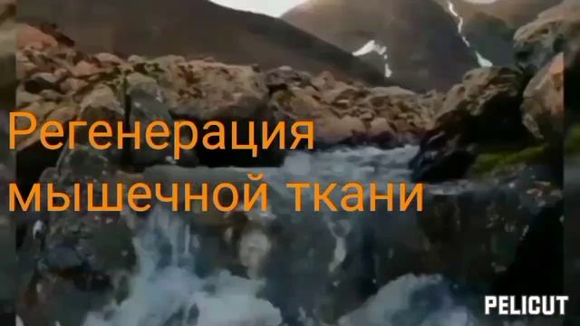 Регенерация мышечной ткани