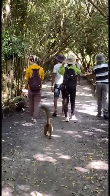 Дикий Мадагаскар. Самый милый гид смотреть онлайн