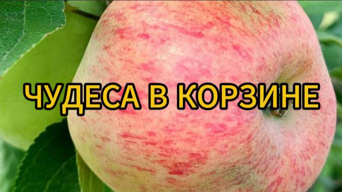 Чудеса в корзине смотреть онлайн