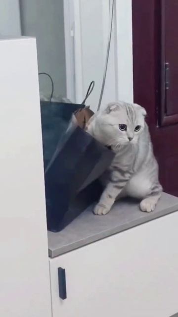 Смешные животные) Видео для поднятия настроения) 1 часть смотреть онлайн