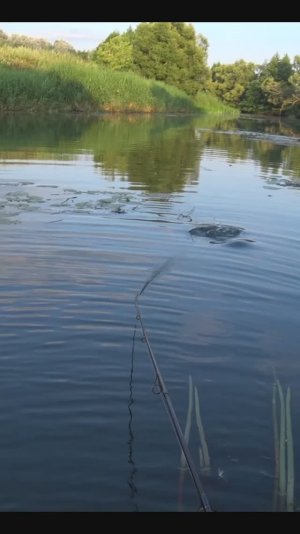 Бесстрашная щука атаковала приманку прямо передо мной! Красивая рыбалка, на спиннинг, в забродниках!