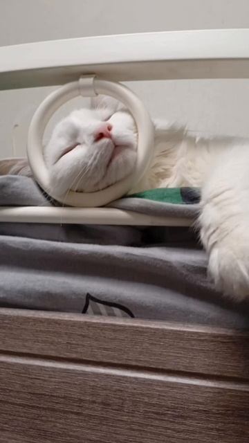 2025-08-08 смотреть онлайн