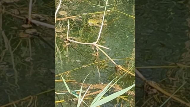 Лиманы Чёрного моря почти высохли у центрального пляжа. Наблюдаем за мальками смотреть онлайн