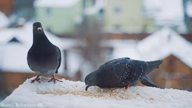 Природа смотреть онлайн