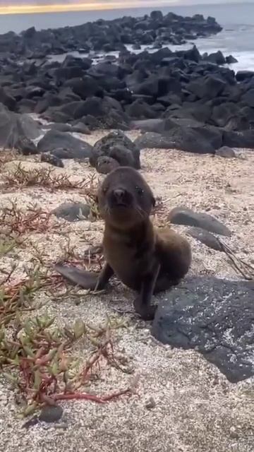 Детёныш морского льва смотреть онлайн