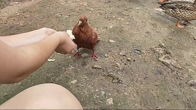 Ореховый домашний (окольцованный)