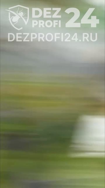 Гнездо ос под крышей