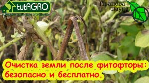 КАК ОЧИСТИТЬ ПОЧВУ ОТ ФИТОФТОРЫ НАВСЕГДА? Безопасное компостирование ботвы томатов и картофеля.