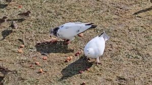 Художница Лена Срубина. Дети продают свои игрушки. Гаражные распродажи в севкабель Порт.