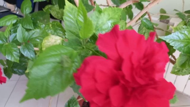 Красота! 🌹 смотреть онлайн