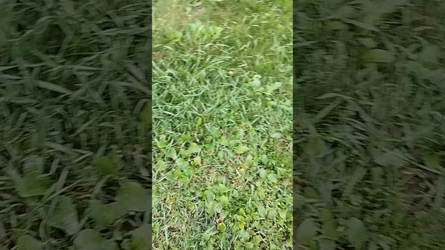 большая лужа смотреть онлайн