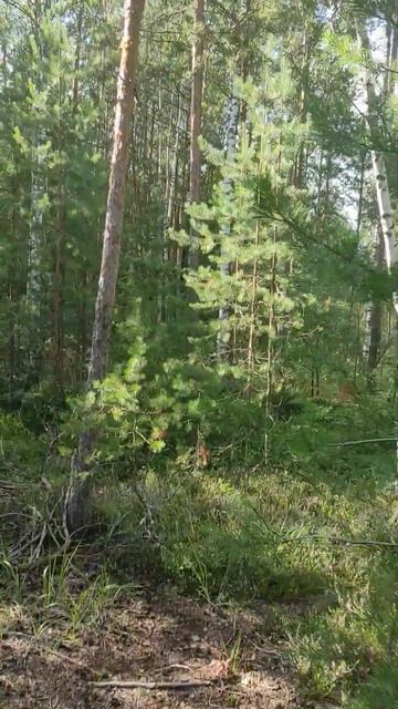 Кормушки для птиц в лесу смотреть онлайн