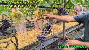 Подарок и Заря Несветая, Владыка ночи!