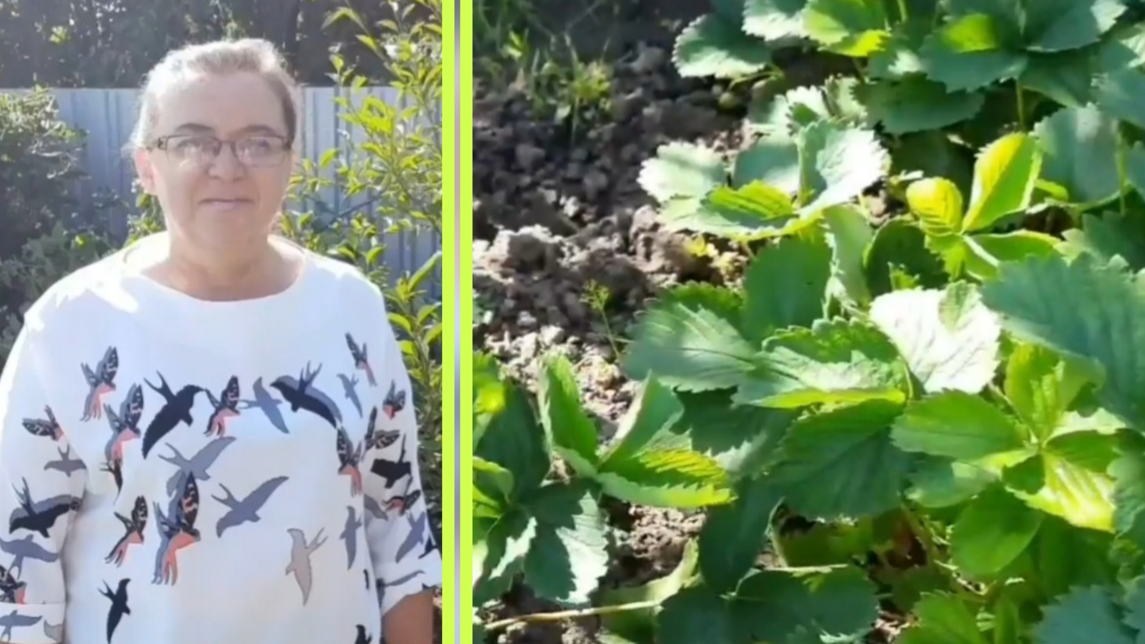 Уход за садовой земляникой во второй половине лета смотреть онлайн