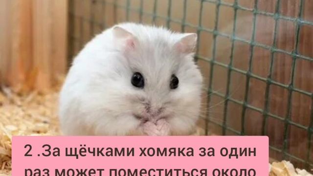 Хомяки: интересные факты о маленьких любителях покушать 🐹🥜