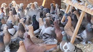 8.08.2025г Такла на продажу+79298223260 Константин