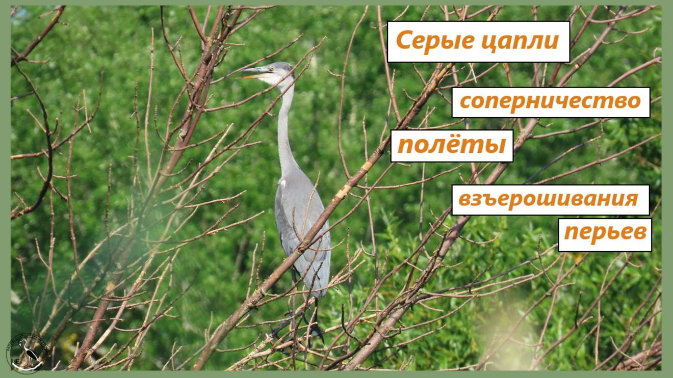 Серые цапли соперничают за лучшие места. Цапли на прудах и над прудами смотреть онлайн